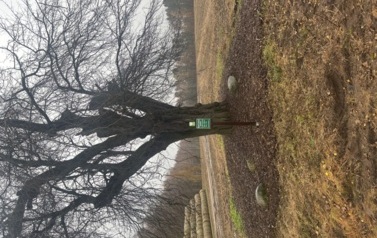 Jabłoń dzika - Kruszyna