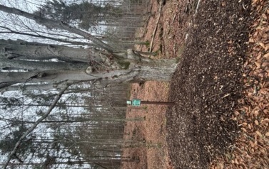 Buk pospolity - Żelk&oacute;wko