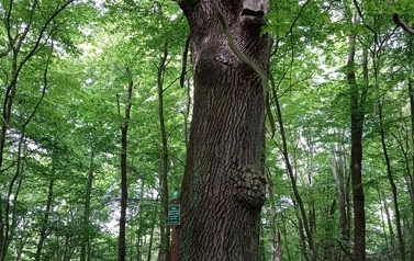 Szlaki piesze 13
