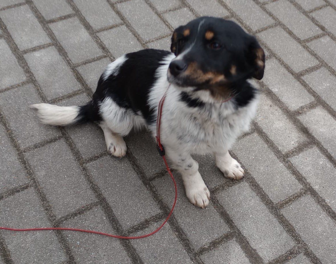 mały czarno biały pies