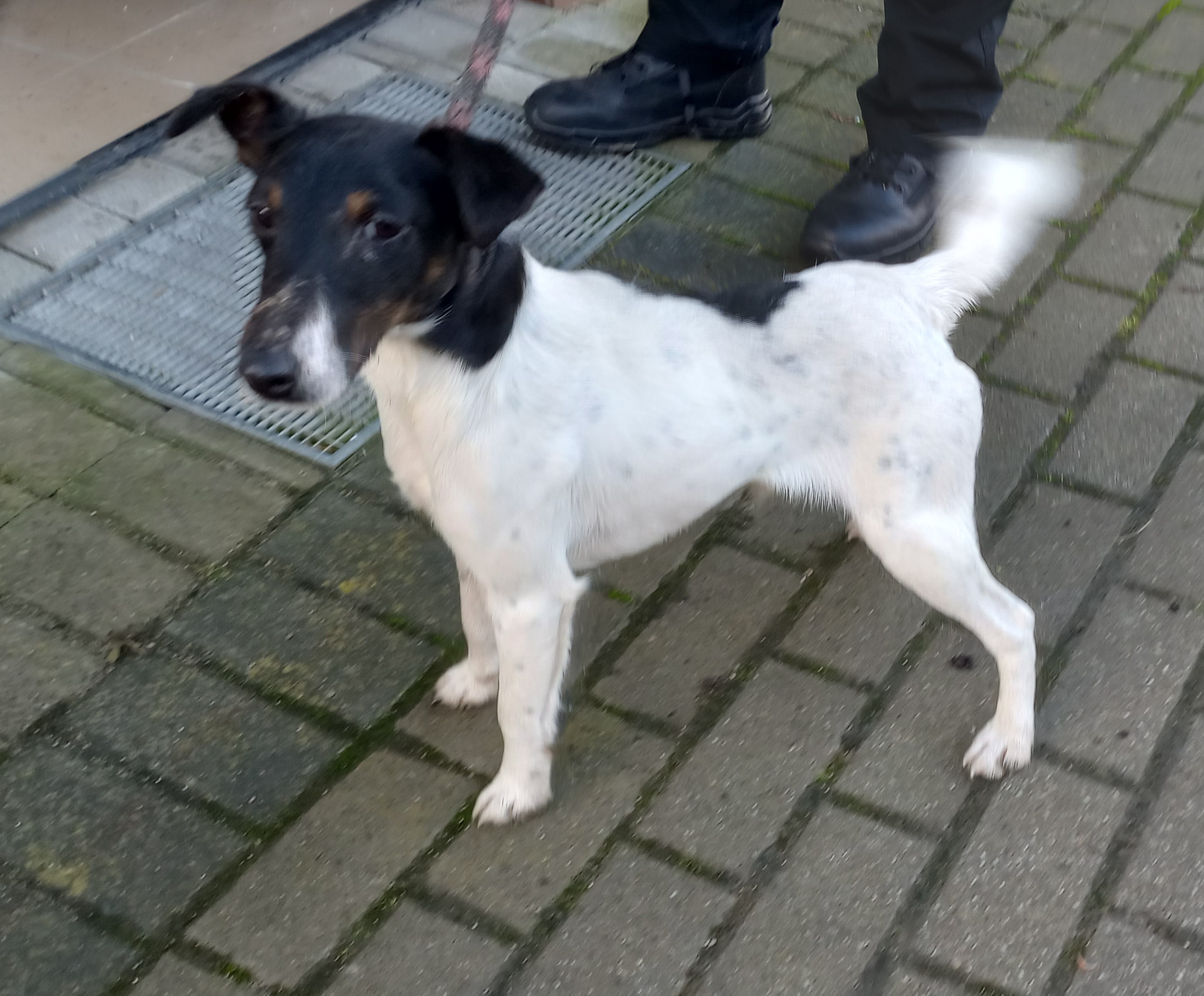 mały biało czarny pies