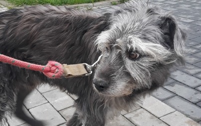 Zdjęcie do Pies znaleziony w miejscowości Ścięgnica.