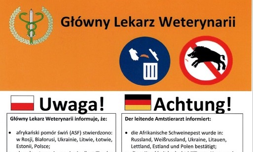 Zdjęcie do Afrykański pom&oacute;r świń (ASF) &ndash; ważne informacje i zasady postępowania